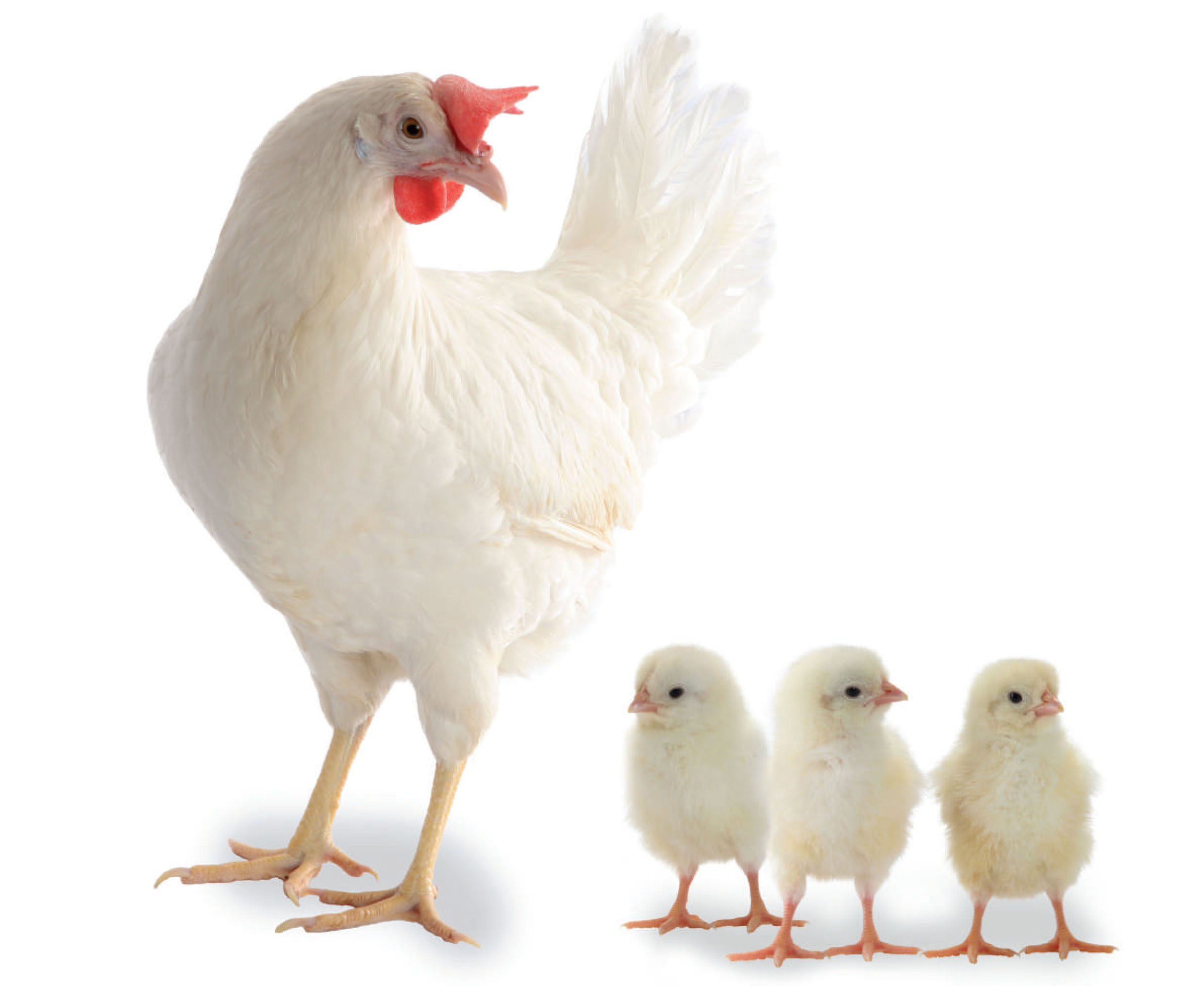 Nick Chick