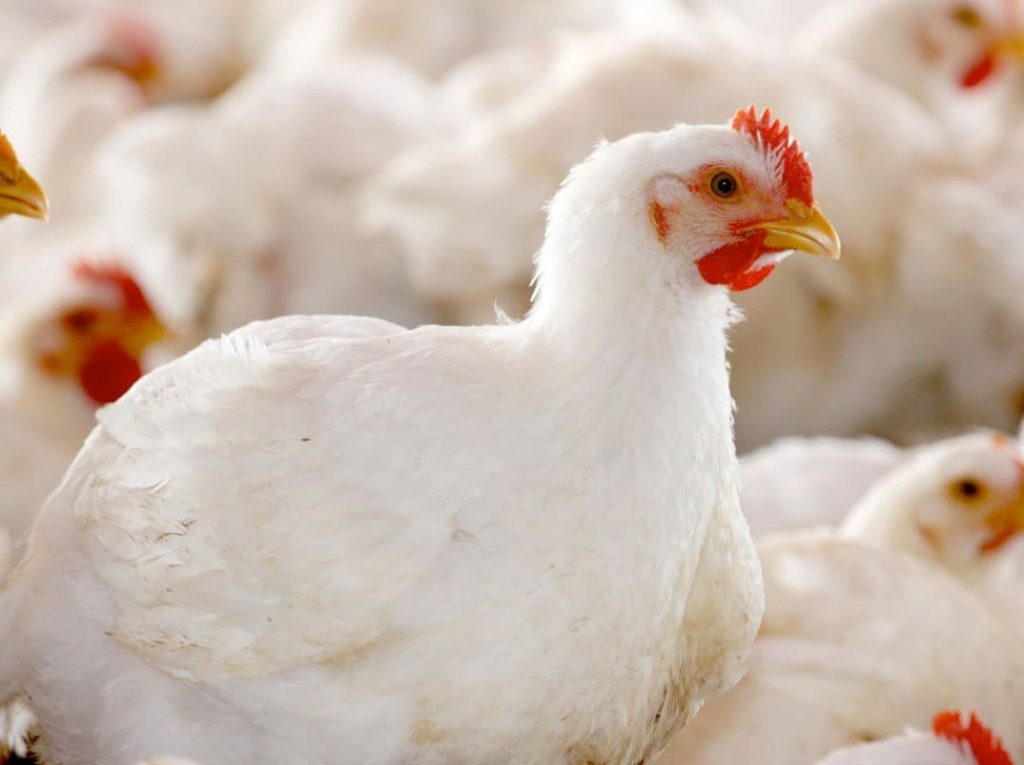 Broiler